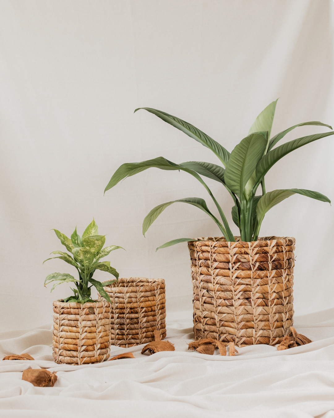 Canasto Cambur - Imagen 4