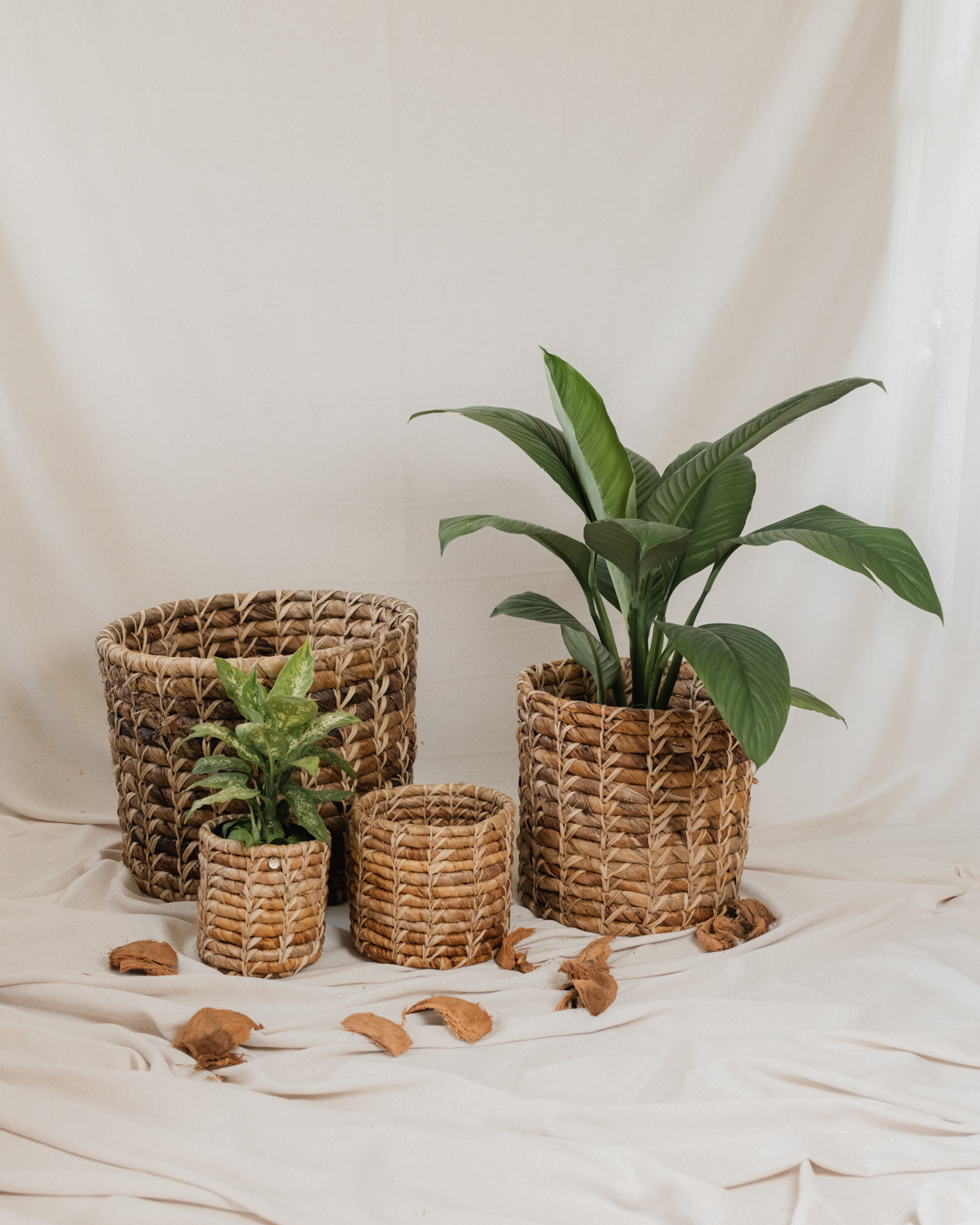 Canasto Cambur - Imagen 5